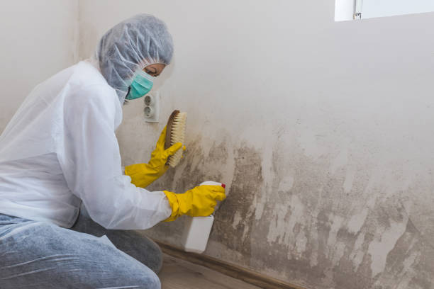 Best Basement Mold Remediation in Fort Campbell North, KY
